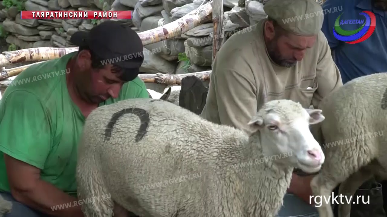 Уникальный продукт! В Дагестане каждый год производится более 100 тонн овечьего сыра
