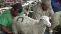 Уникальный продукт! В Дагестане каждый год производится более 100 тонн овечьего сыра